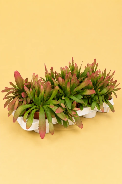rhipsalis ramulosa red coral DØ12cm (