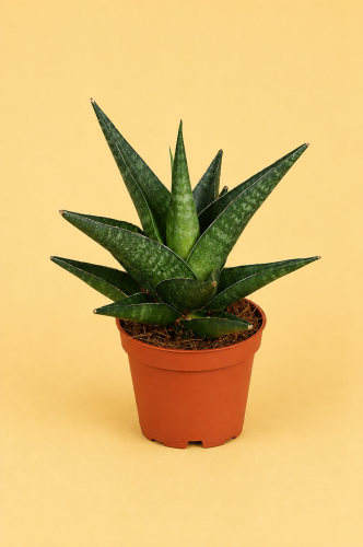 Sansevieria hybrid 'Kabato' / Sansewieria 'Kabato'