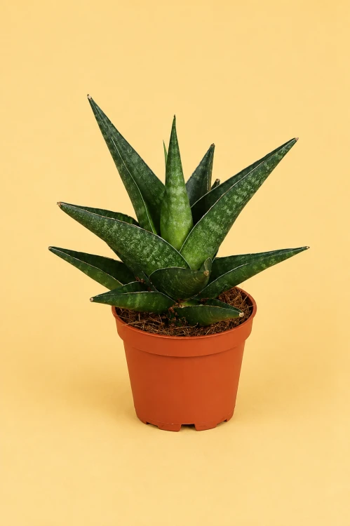 Sansevieria hybrid 'Kabato' / Sansewieria 'Kabato'