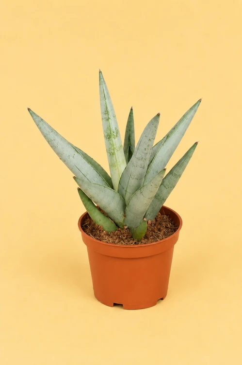 Sansevieria hybrid 'Silver Crown' / Sansewieria 'Silver Crown' 'DØ6cm