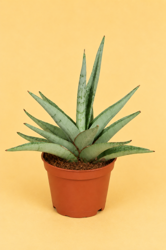 Sansevieria hybrid 'Tom Gracilis' / Sansewieria 'Tom Gracilis'