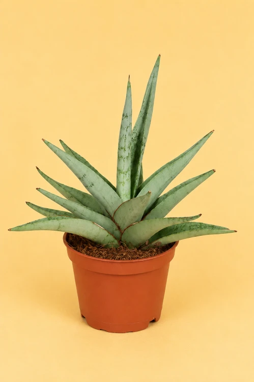Sansevieria hybrid 'Tom Gracilis' / Sansewieria 'Tom Gracilis'