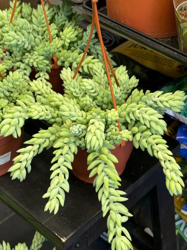 Sedum morganianum z wieszakiem