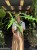 Alocasia 'Sabrina Narrow'  Alokazja 'Sabrina Narrow (3).jpeg