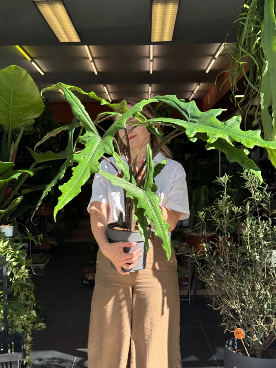 Alocasia 'Sabrina Narrow'  Alokazja 'Sabrina Narrow (3).jpeg