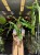 Alocasia 'Sabrina Narrow'  Alokazja 'Sabrina Narrow (4).jpeg