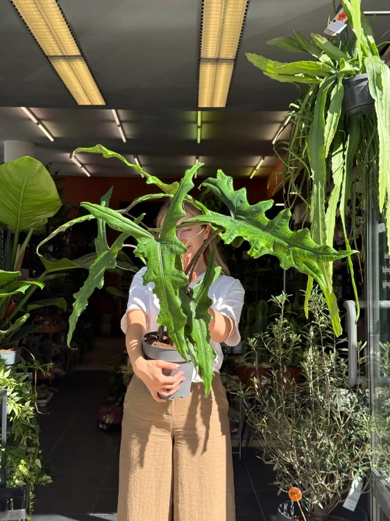 Alocasia 'Sabrina Narrow'  Alokazja 'Sabrina Narrow (4).jpeg