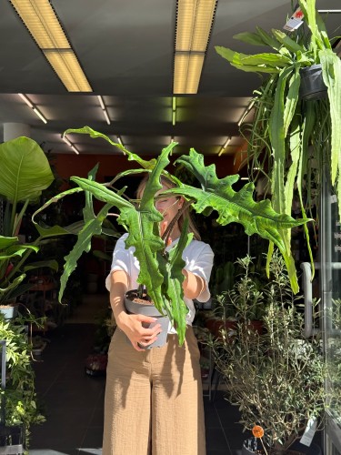 Alocasia 'Sabrina Narrow'  Alokazja 'Sabrina Narrow (5).jpeg