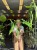 Alocasia 'Sabrina Narrow'  Alokazja 'Sabrina Narrow (6).jpeg