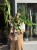 Alocasia 'Sabrina Narrow'  Alokazja 'Sabrina Narrow (7).jpeg