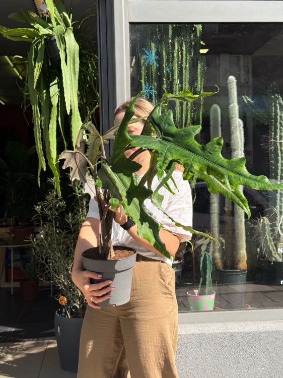 Alocasia 'Sabrina Narrow'  Alokazja 'Sabrina Narrow (7).jpeg