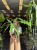 Alocasia 'Sabrina Narrow'  Alokazja 'Sabrina Narrow (1).jpeg
