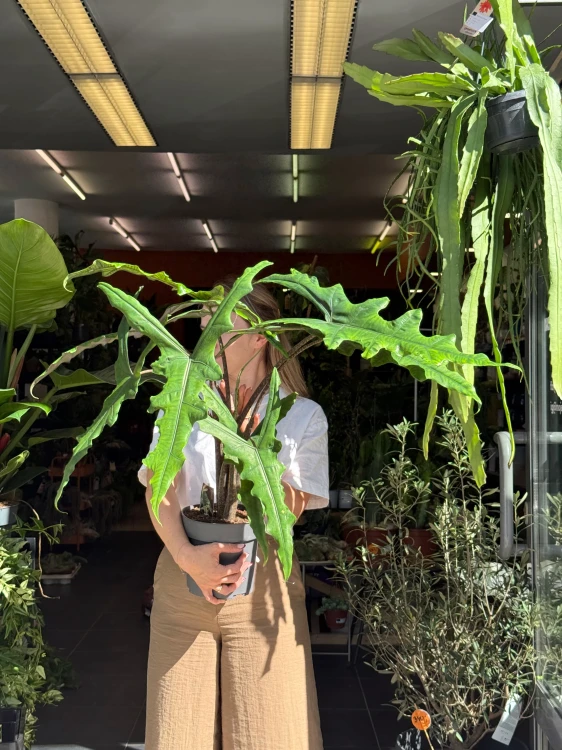Alocasia 'Sabrina Narrow'  Alokazja 'Sabrina Narrow (1).jpeg