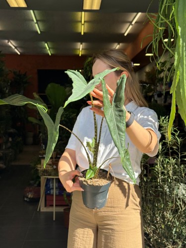 Alocasia 'Tigrina Superba'  Alokazja 'Tigrina Superba' (2).jpeg