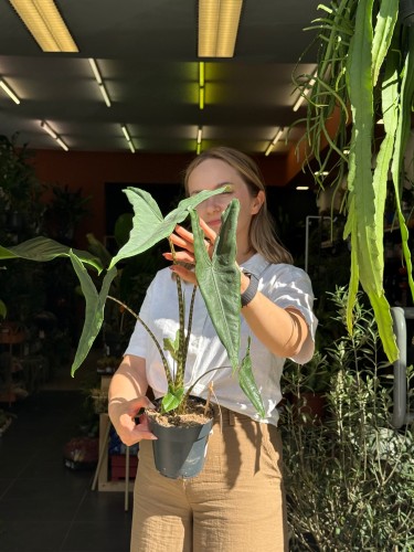 Alocasia 'Tigrina Superba'  Alokazja 'Tigrina Superba' (3).jpeg