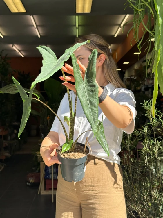 Alocasia 'Tigrina Superba'  Alokazja 'Tigrina Superba' (4).jpeg