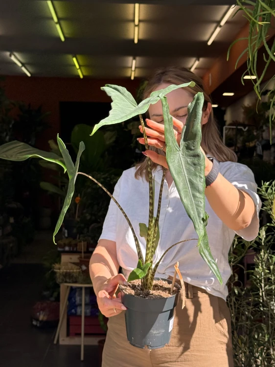 Alocasia 'Tigrina Superba'  Alokazja 'Tigrina Superba' (5).jpeg