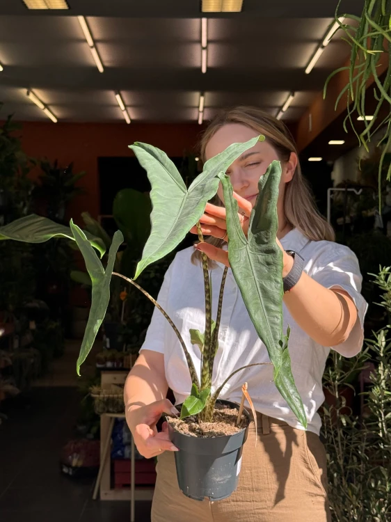 Alocasia 'Tigrina Superba'  Alokazja 'Tigrina Superba' (1).jpeg