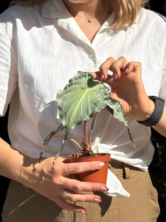 Alocasia Venom  Alokazja Venom (2).jpeg