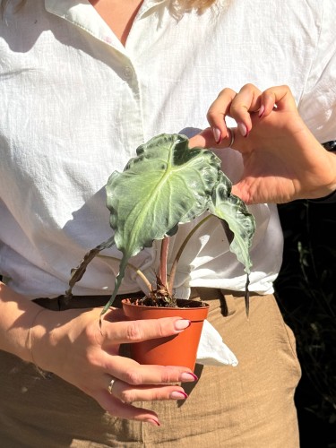 Alocasia Venom  Alokazja Venom (3).jpeg