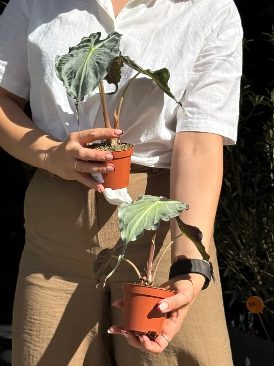 Alocasia Venom  Alokazja Venom (4).jpeg