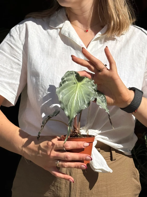 Alocasia Venom  Alokazja Venom (5).jpeg