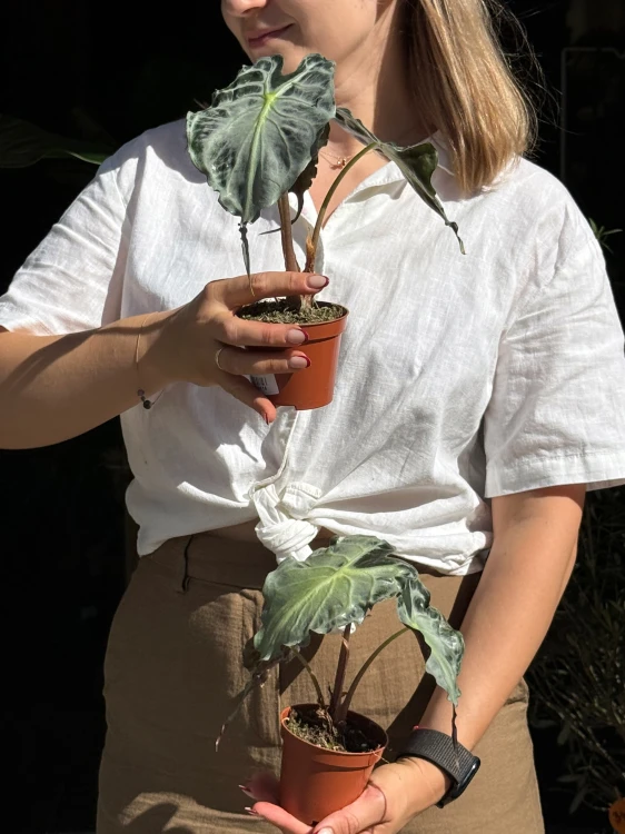 Alocasia Venom  Alokazja Venom (1).jpeg