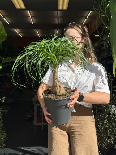 Beaucarnea recurvata Beukarnea wygięta - Nolina  (2).jpeg