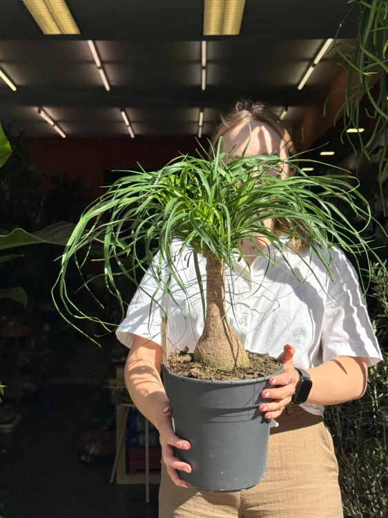 Beaucarnea recurvata Beukarnea wygięta - Nolina  (3).jpeg