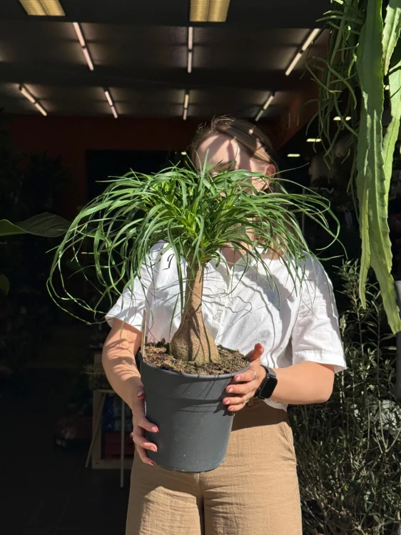 Beaucarnea recurvata Beukarnea wygięta - Nolina  (4).jpeg
