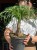 Beaucarnea recurvata Beukarnea wygięta - Nolina  (5).jpeg