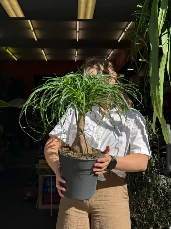 Beaucarnea recurvata Beukarnea wygięta - Nolina  (1).jpeg