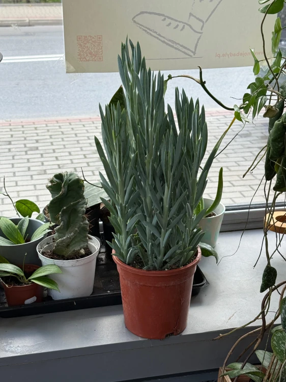 Curio ficoides 'Mount Everest' / Senecio 'Mount Everest'