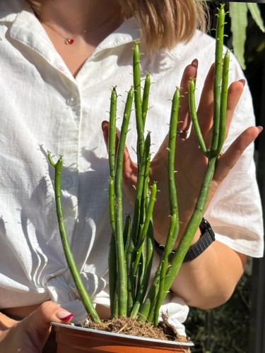 Euphorbia Leucodendron wilczomlecz (4).jpeg