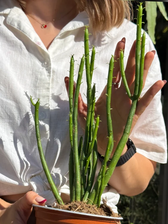 Euphorbia Leucodendron wilczomlecz (4).jpeg