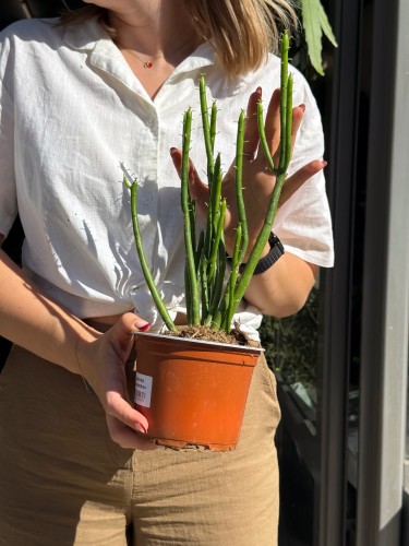Euphorbia Leucodendron wilczomlecz (5).jpeg