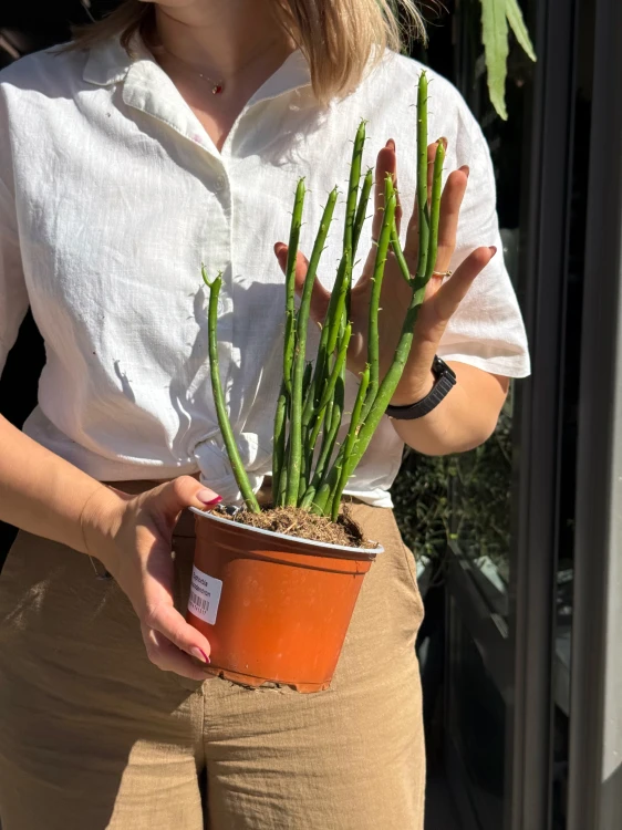 Euphorbia Leucodendron wilczomlecz (1).jpeg