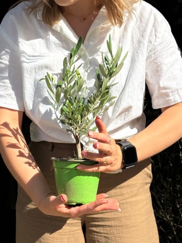 Olea europaea oliwka europejska  (2).jpeg