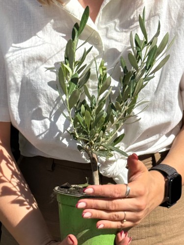 Olea europaea oliwka europejska  (3).jpeg