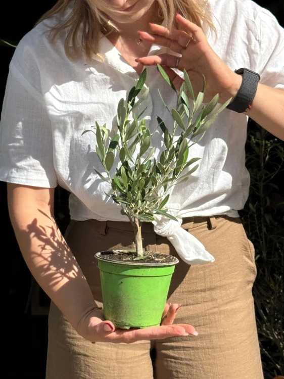 Olea europaea oliwka europejska  (1).jpeg