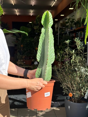 euphorbia ingens GRUBAS