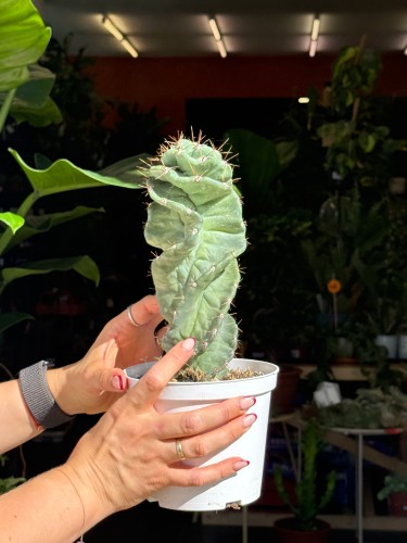 Cereus jamacaru ‘Spiralis’  kaktus spiralny (1).jpeg