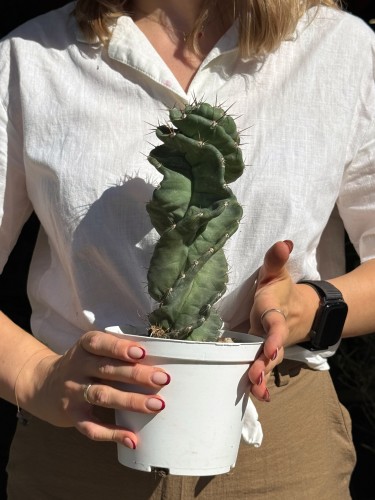 Cereus jamacaru ‘Spiralis’  kaktus spiralny (2).jpeg
