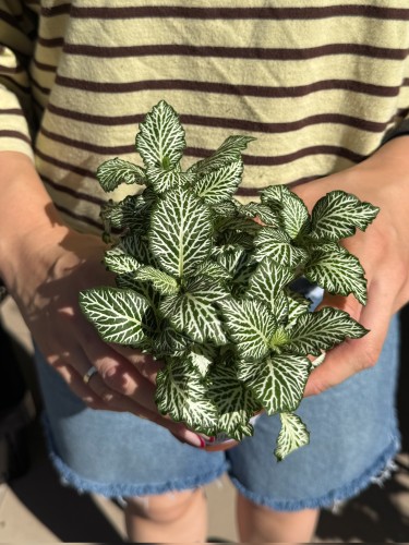 Fitonia  Fittonia white tiger (2).jpeg