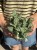 Fitonia  Fittonia white tiger (2).jpeg