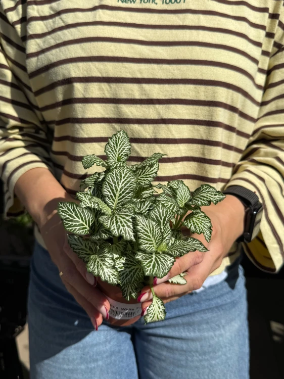 Fitonia  Fittonia white tiger (3).jpeg