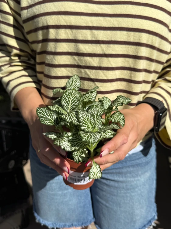 Fitonia  Fittonia white tiger (4).jpeg