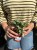 Fitonia  Fittonia white tiger (1).jpeg
