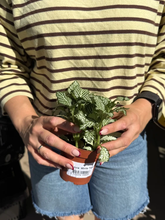Fitonia  Fittonia white tiger (1).jpeg