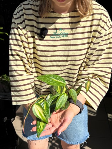 hoya macrophylla 'pot of gold' Hoja  (3).jpeg